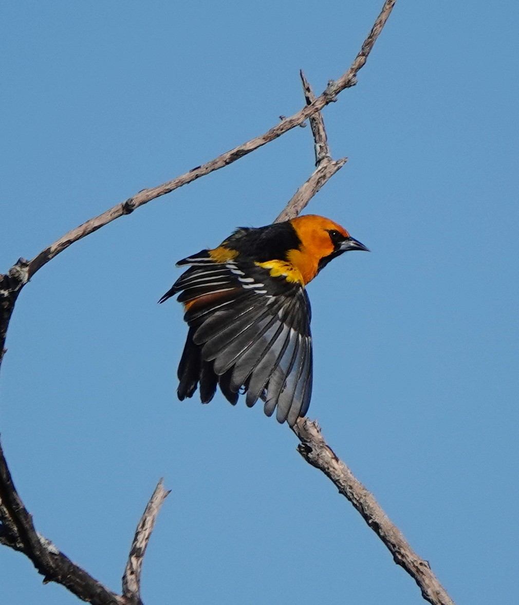 Altamira Oriole - ML646679791