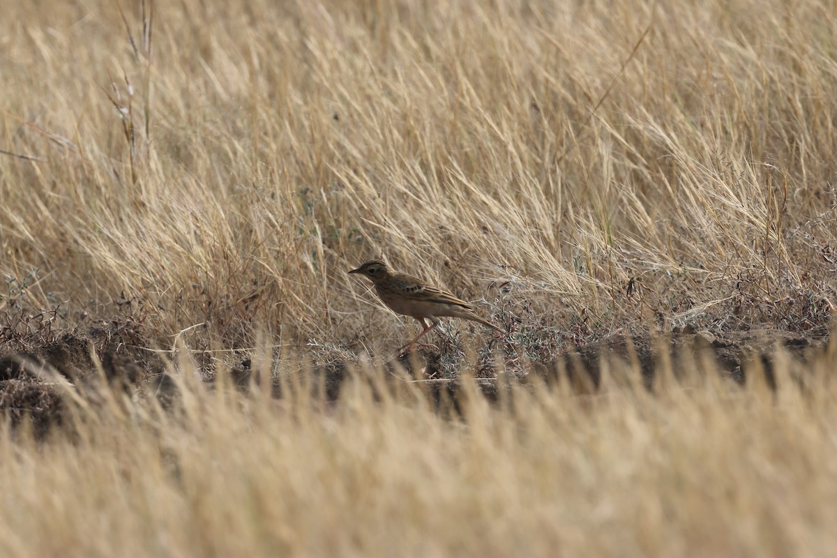 Blyth's Pipit - ML646679792