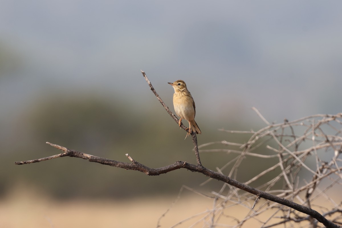 Richard's/Blyth's Pipit - ML646679793