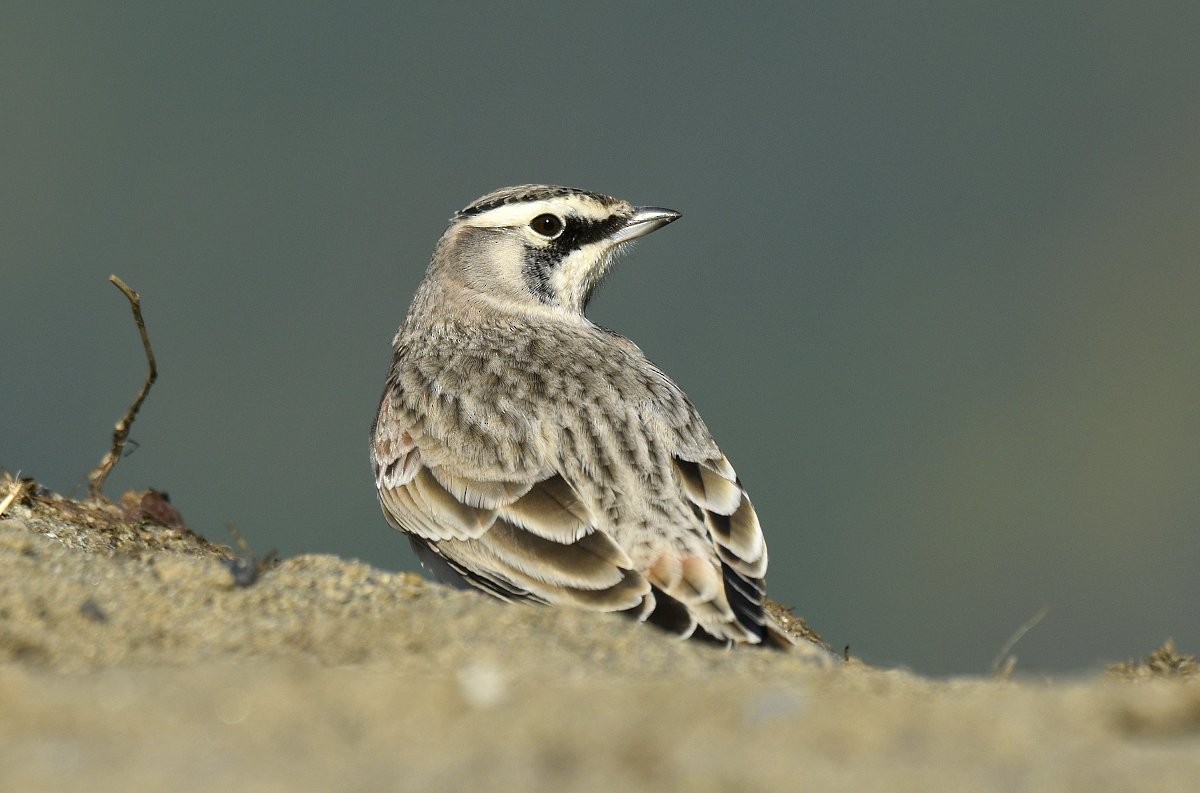 Horned Lark - ML646679794