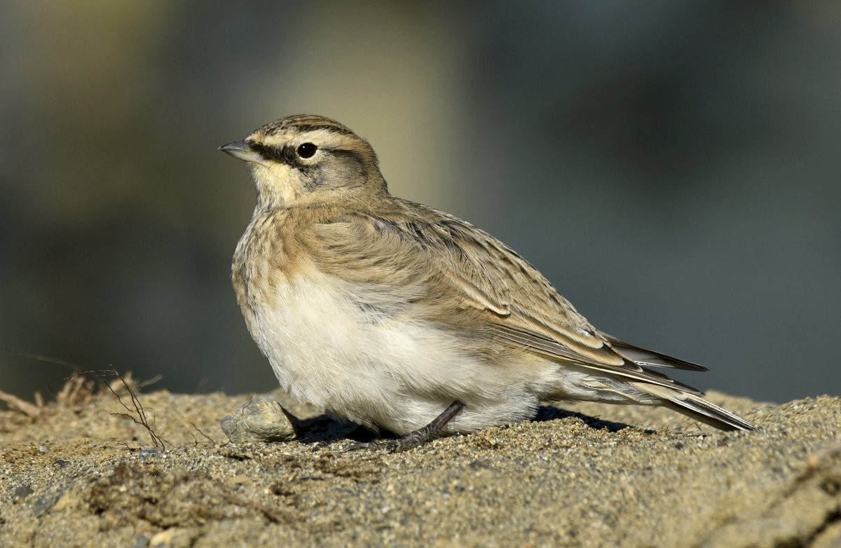 Horned Lark - ML646679795