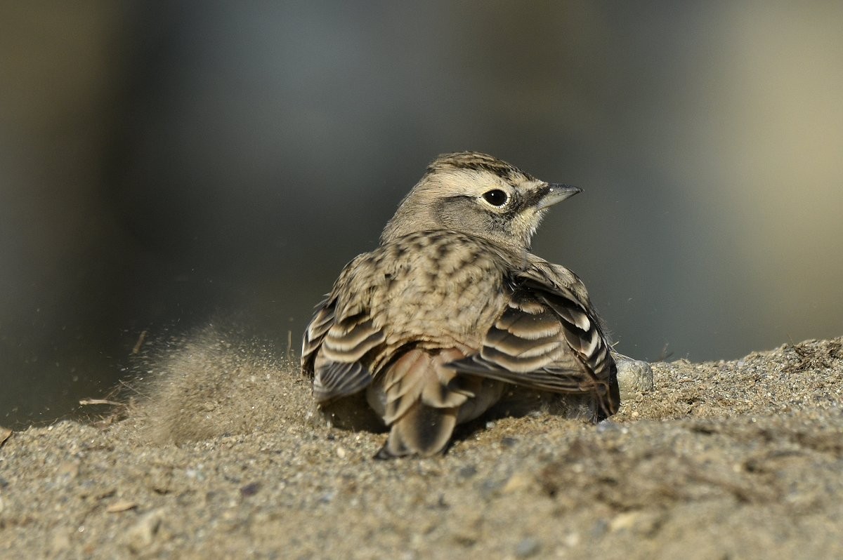 Horned Lark - ML646679796