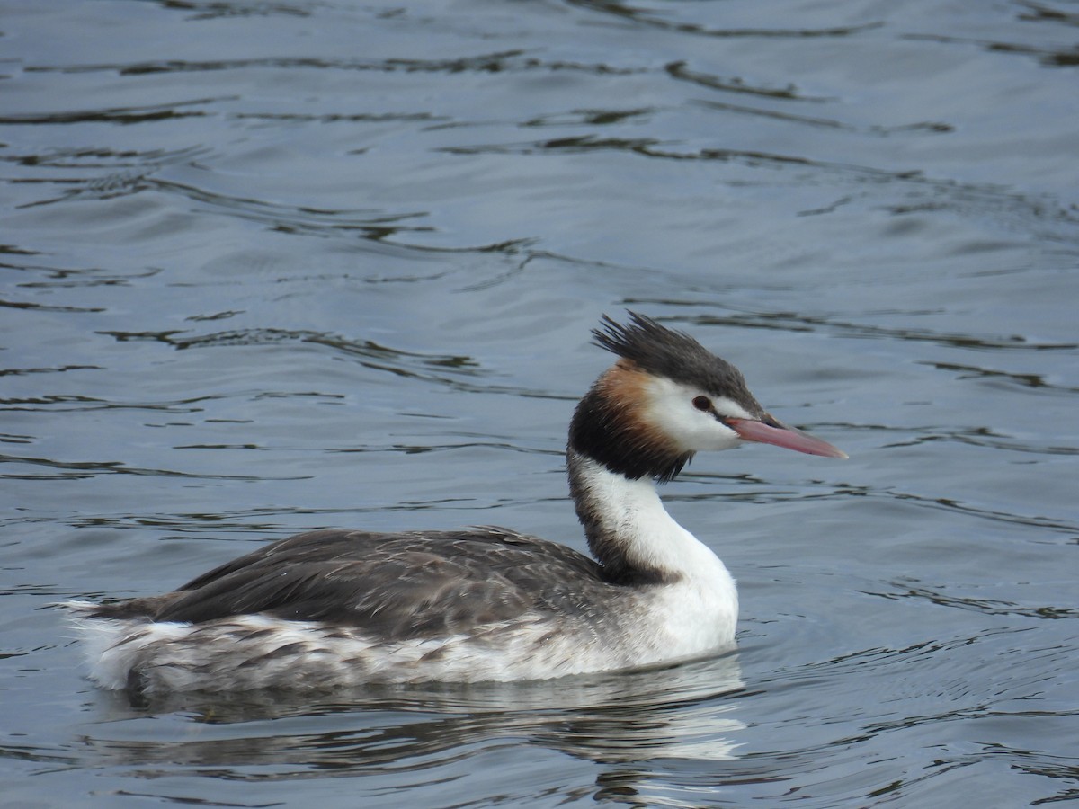 冠鸊鷉 - ML646679797