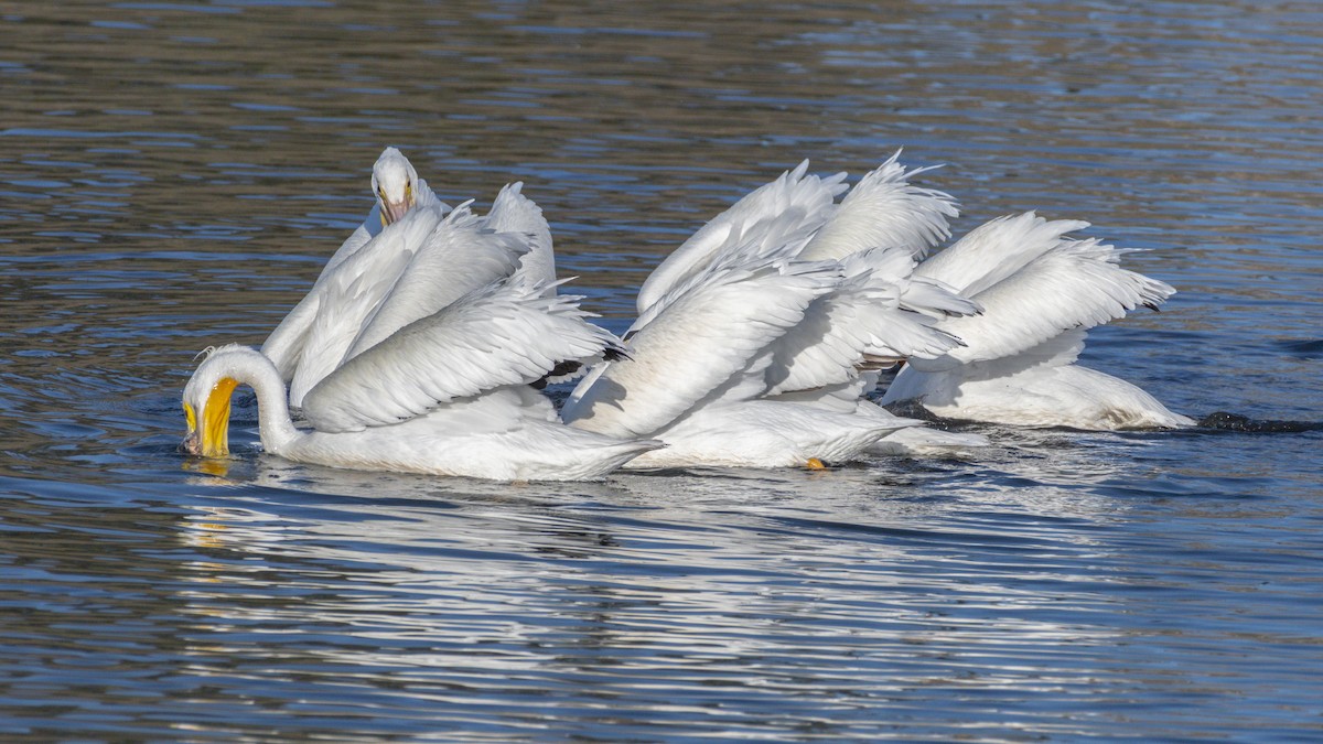 American White Pelican - ML646679800
