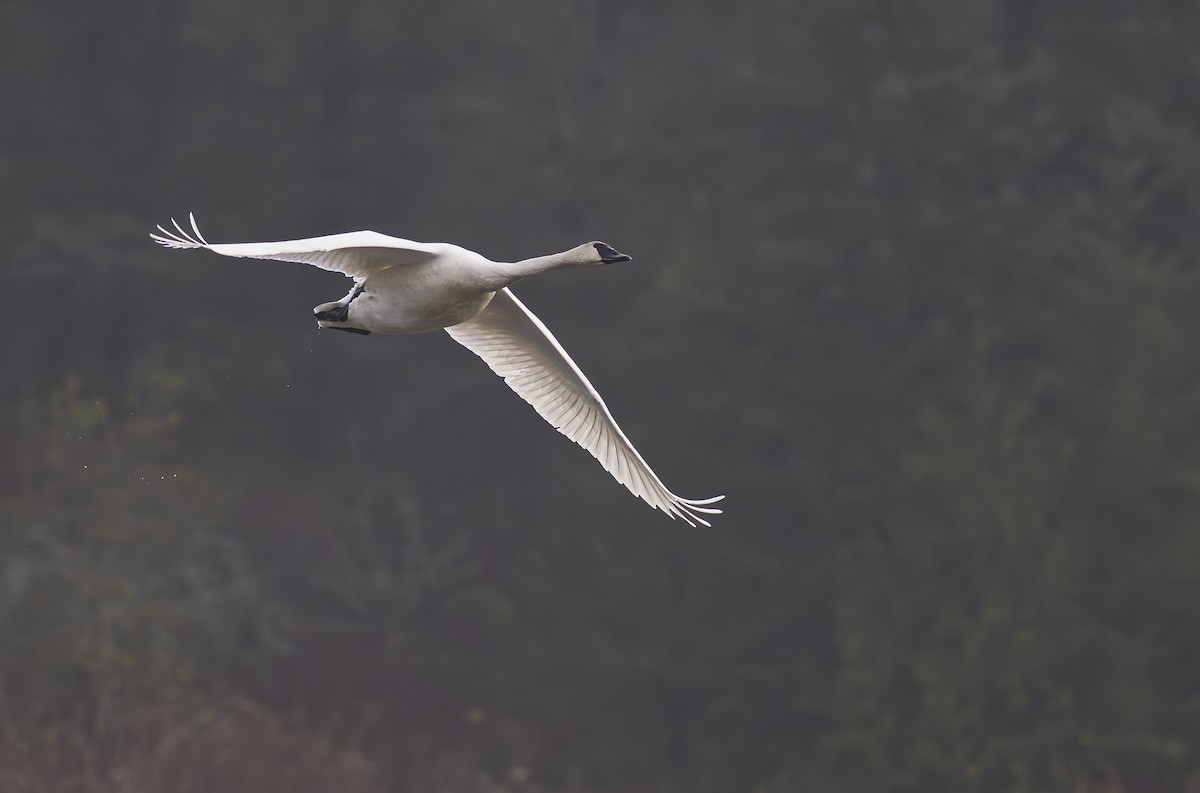 Beltxarga tronpetaria - ML646679803