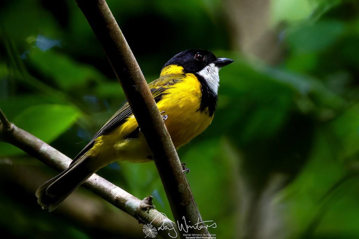 Golden Whistler (Eastern) - ML646679804