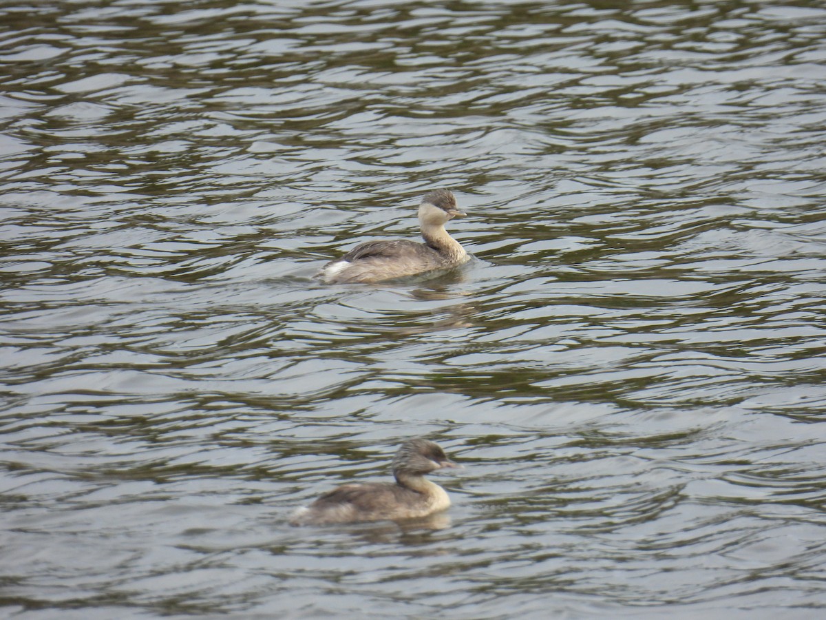 Hoary-headed Grebe - ML646679805