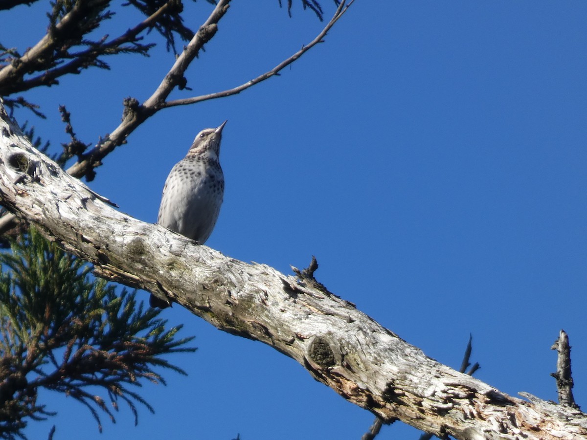 斑點鶇 - ML646679807