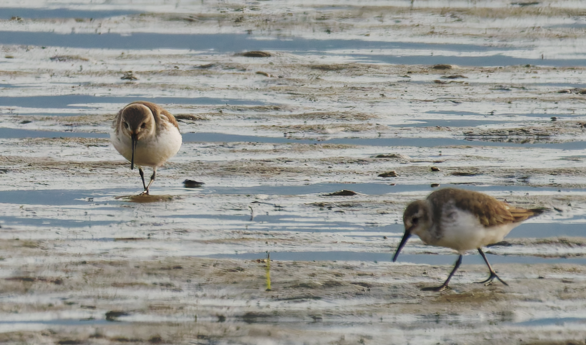 Alpenstrandläufer - ML646679808