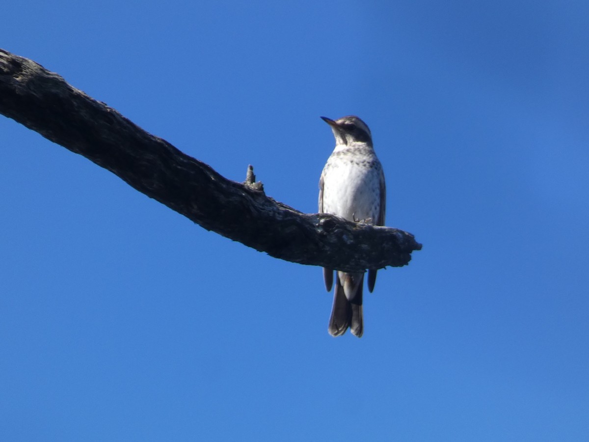 斑點鶇 - ML646679809