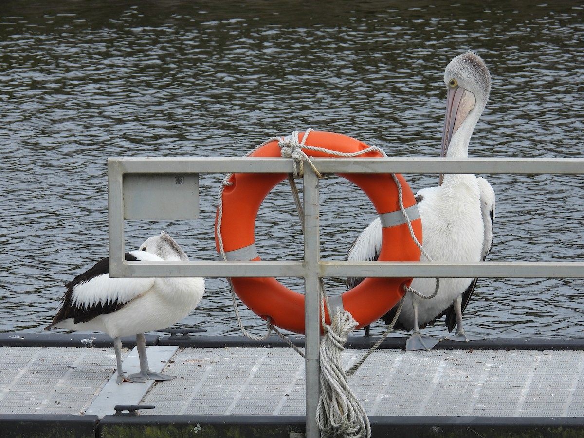 Australian Pelican - ML646679810