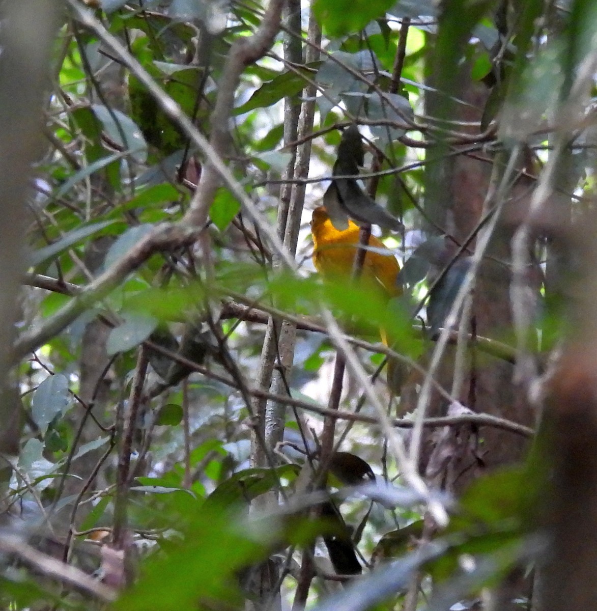 Golden Bowerbird - ML646679811