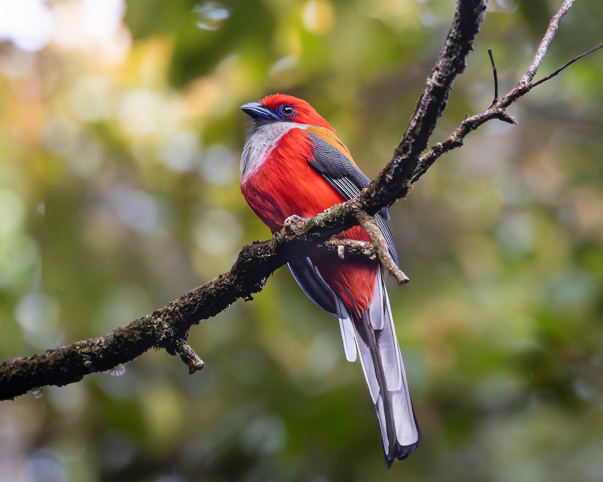 Whitehead's Trogon - ML646679812