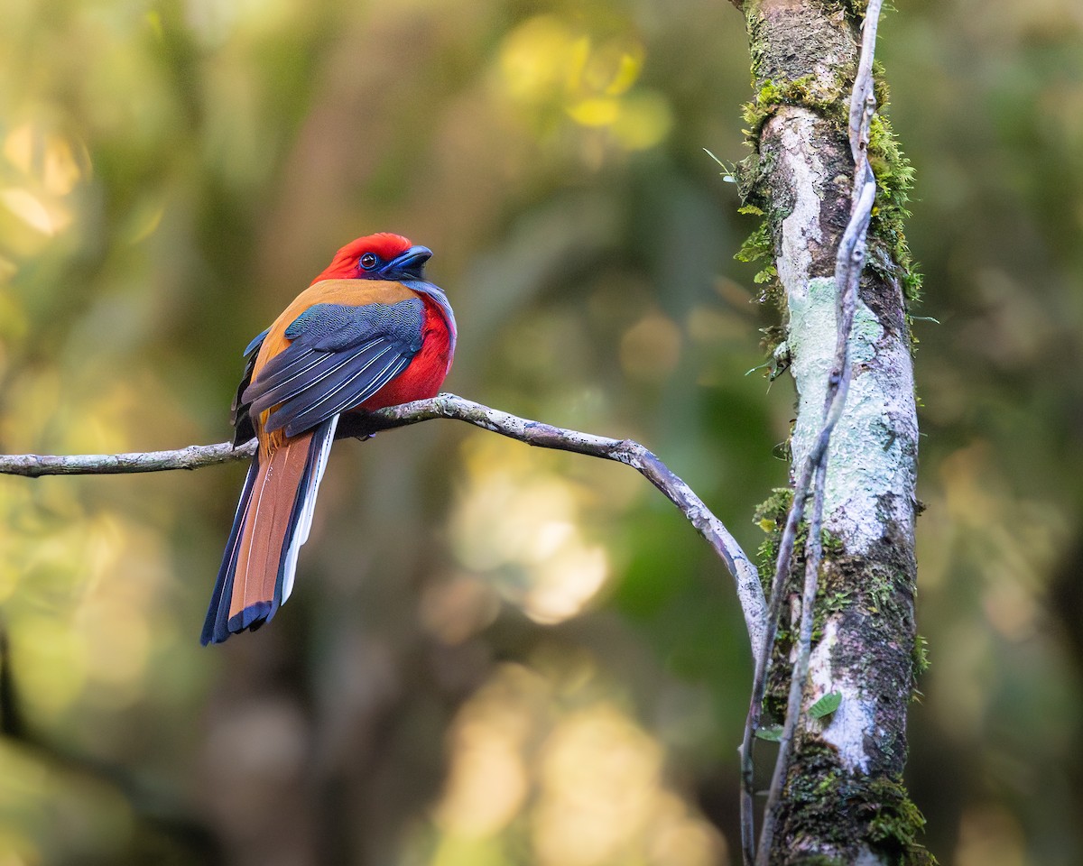 Whitehead's Trogon - ML646679813