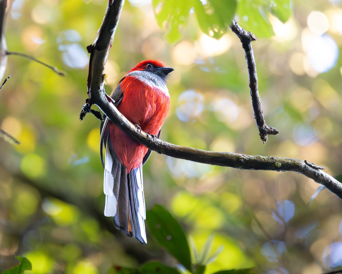 Whitehead's Trogon - ML646679814