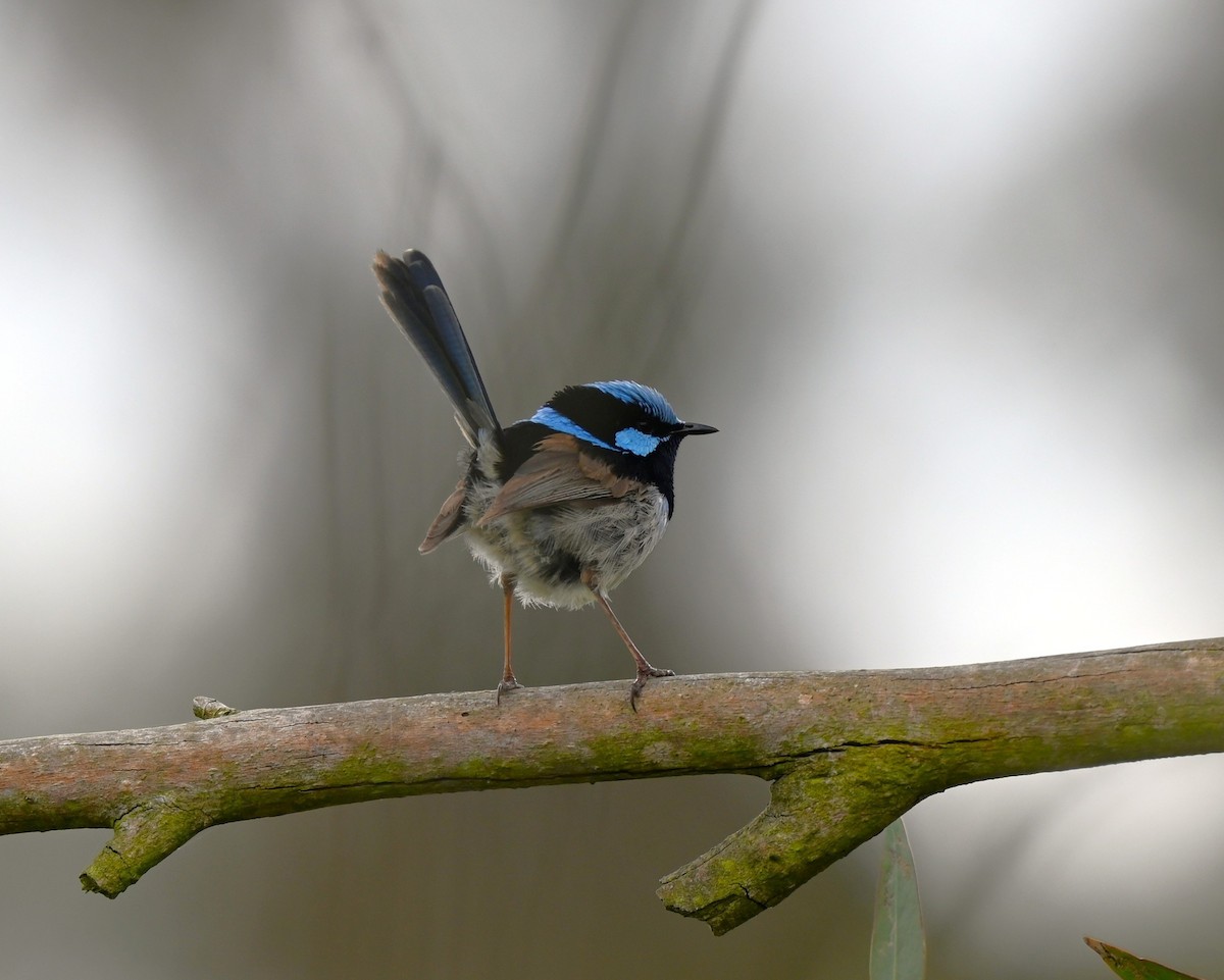 Superb Fairywren - ML646679816