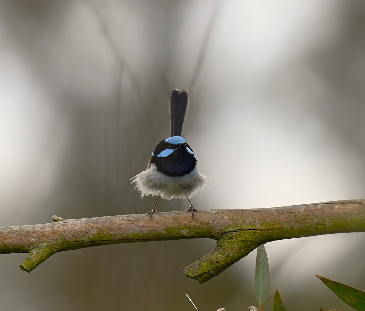 Superb Fairywren - ML646679817