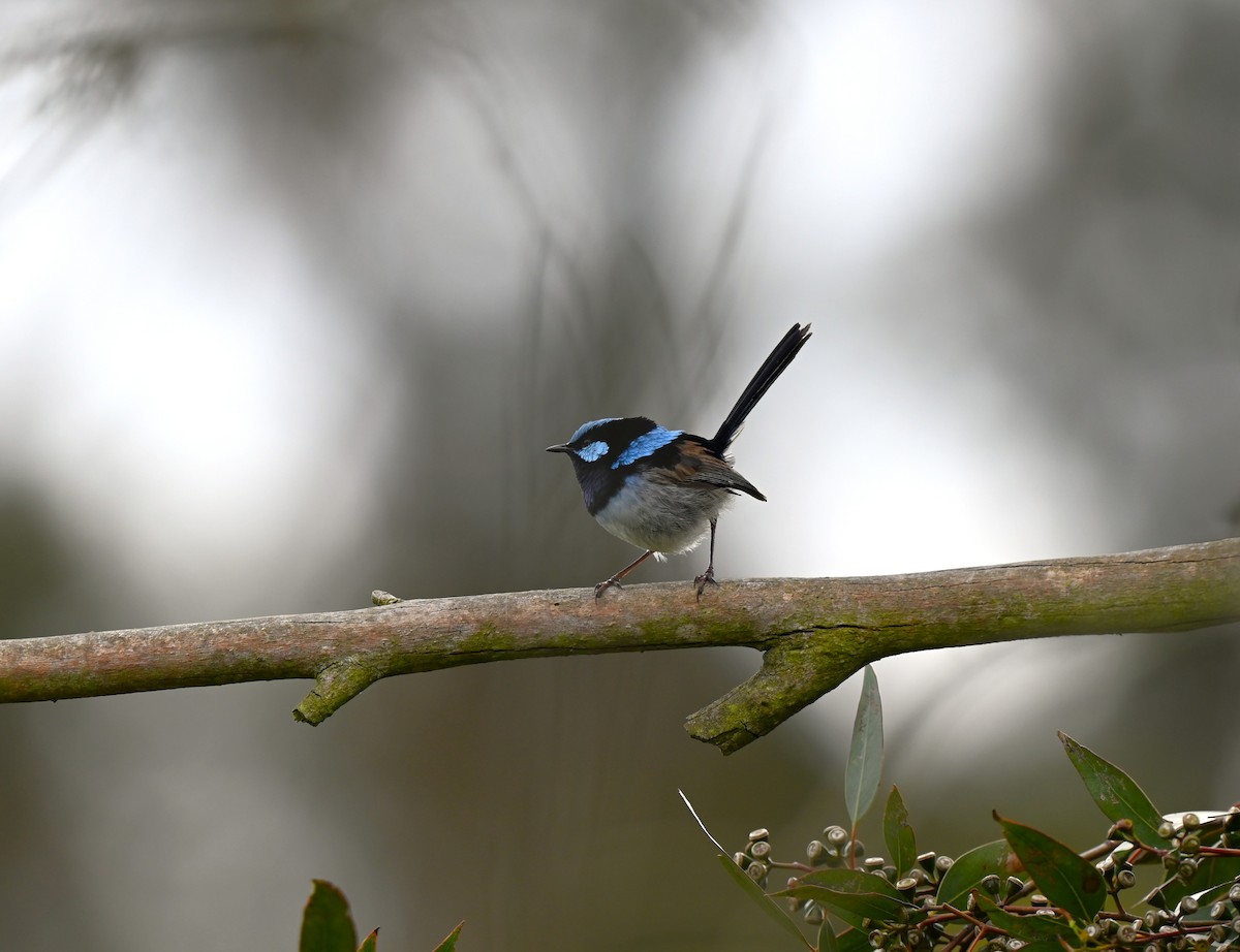 Superb Fairywren - ML646679818