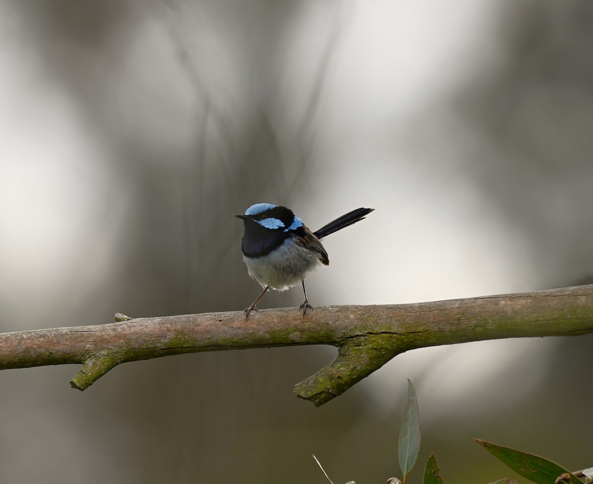 Superb Fairywren - ML646679819