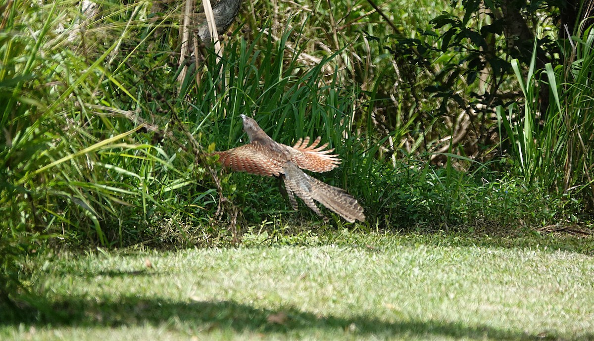Fasanschwanzkuckuck [phasianinus-Gruppe] - ML646679820