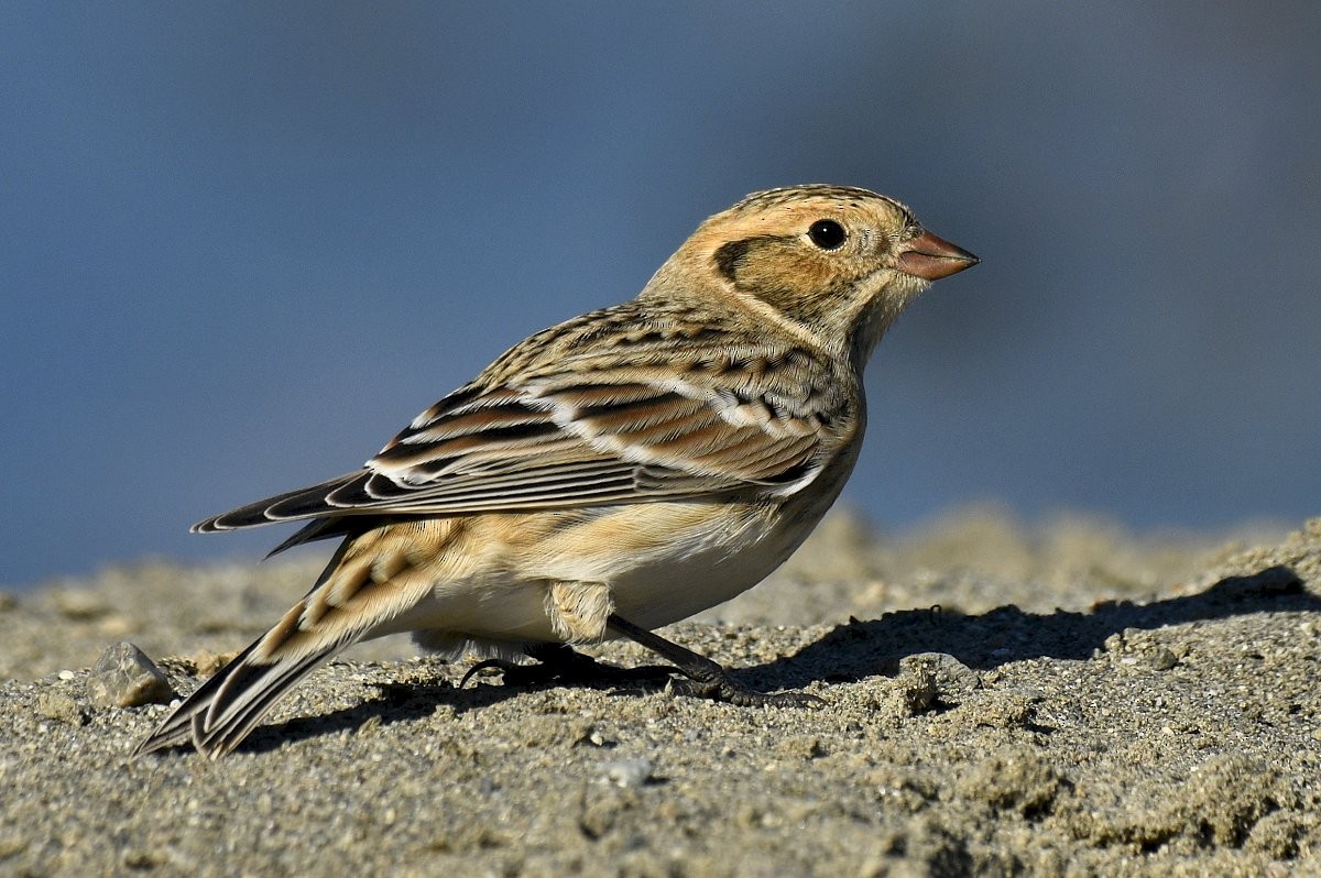 Lapland Longspur - ML646679821