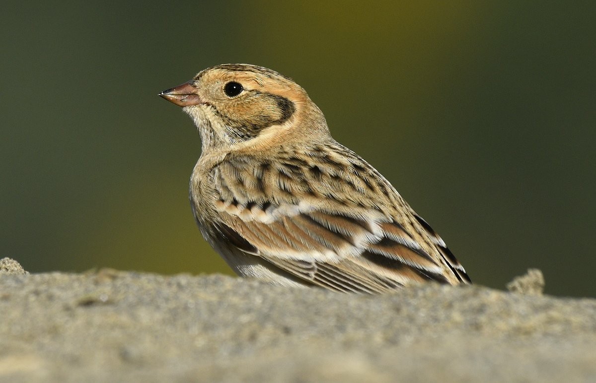 Lapland Longspur - ML646679822