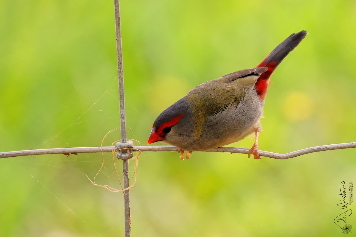 Red-browed Firetail - ML646679823