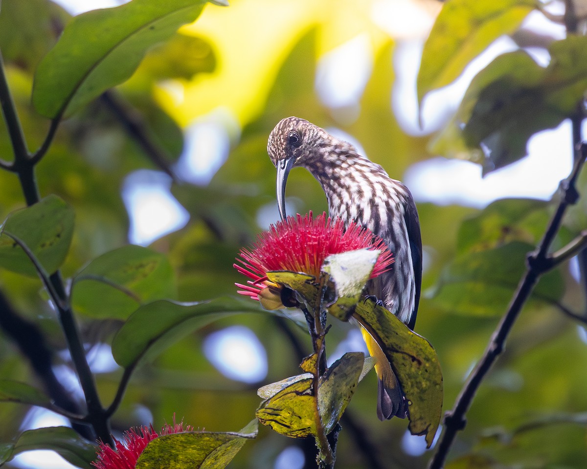 Whitehead's Spiderhunter - ML646679825
