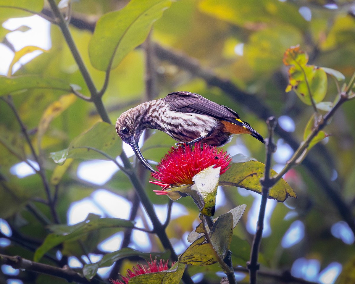 Whitehead's Spiderhunter - ML646679826