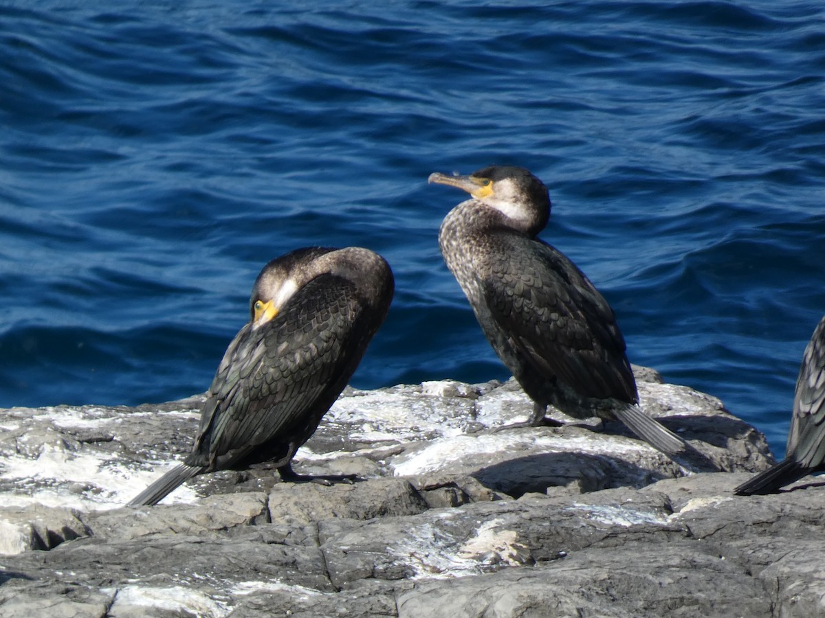 鸕鷀 - ML646679827