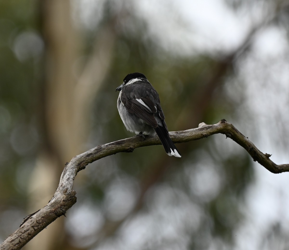 Gray Butcherbird - ML646679828