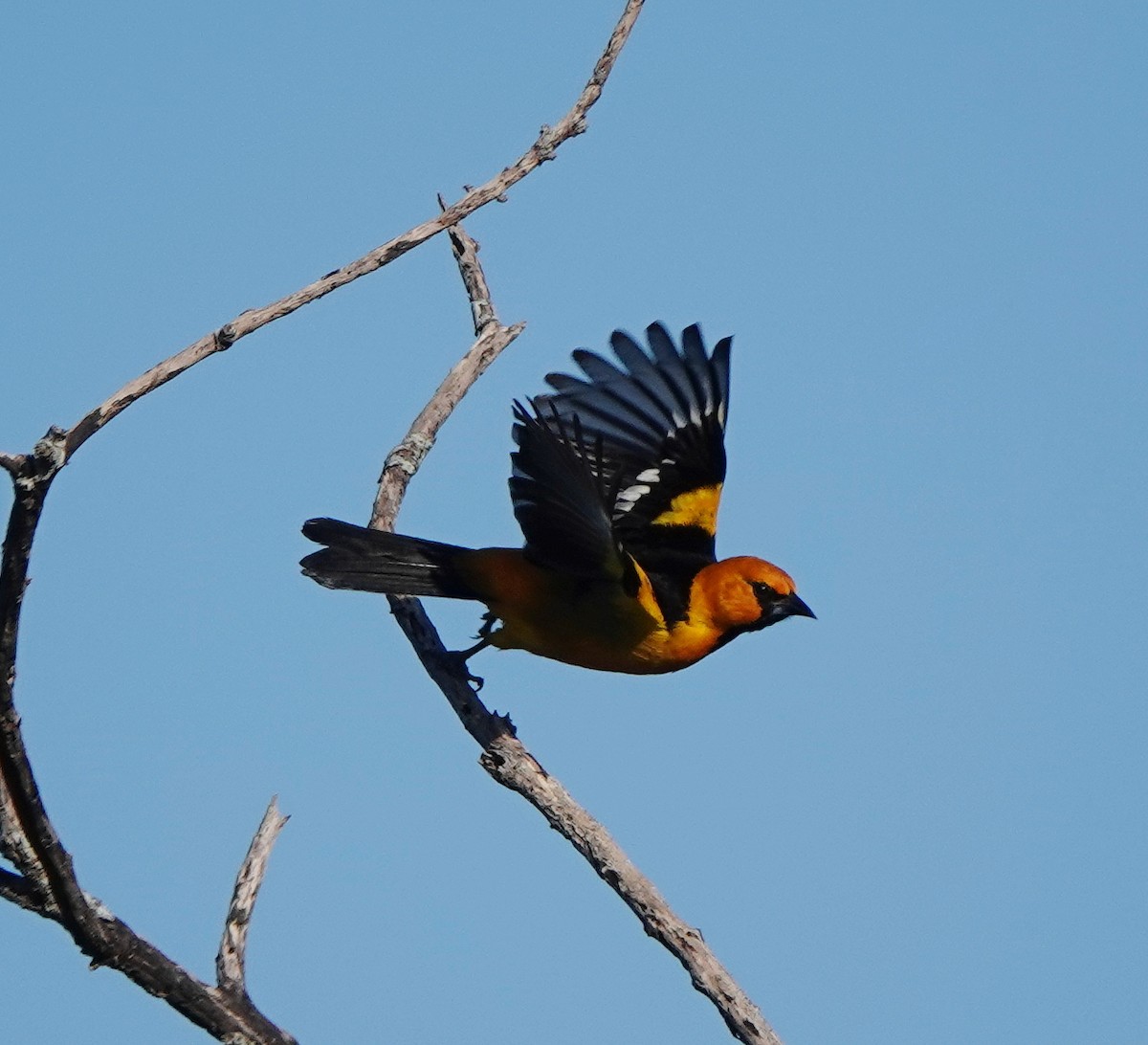 Altamira Oriole - ML646679829