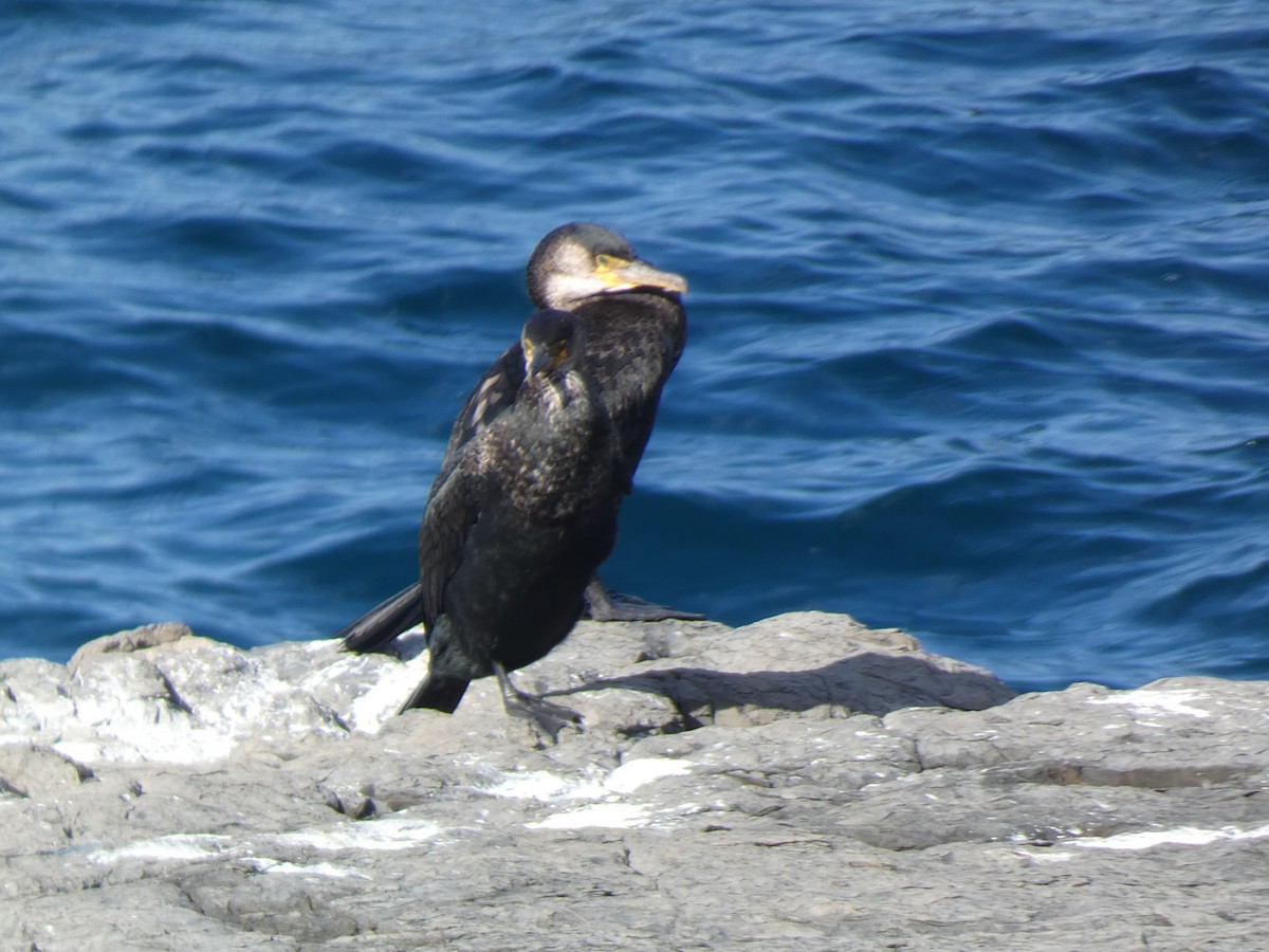 鸕鷀 - ML646679830