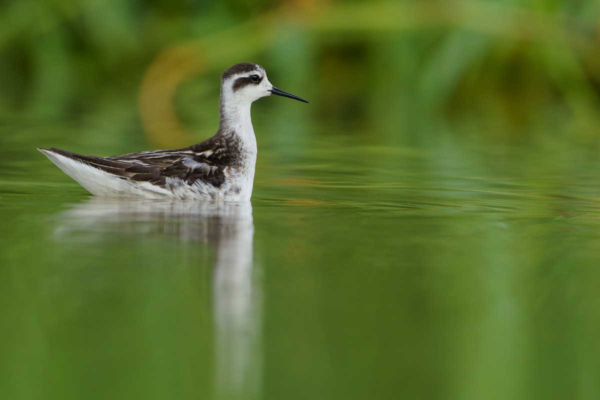 Red-necked Phalarope - ML646679834