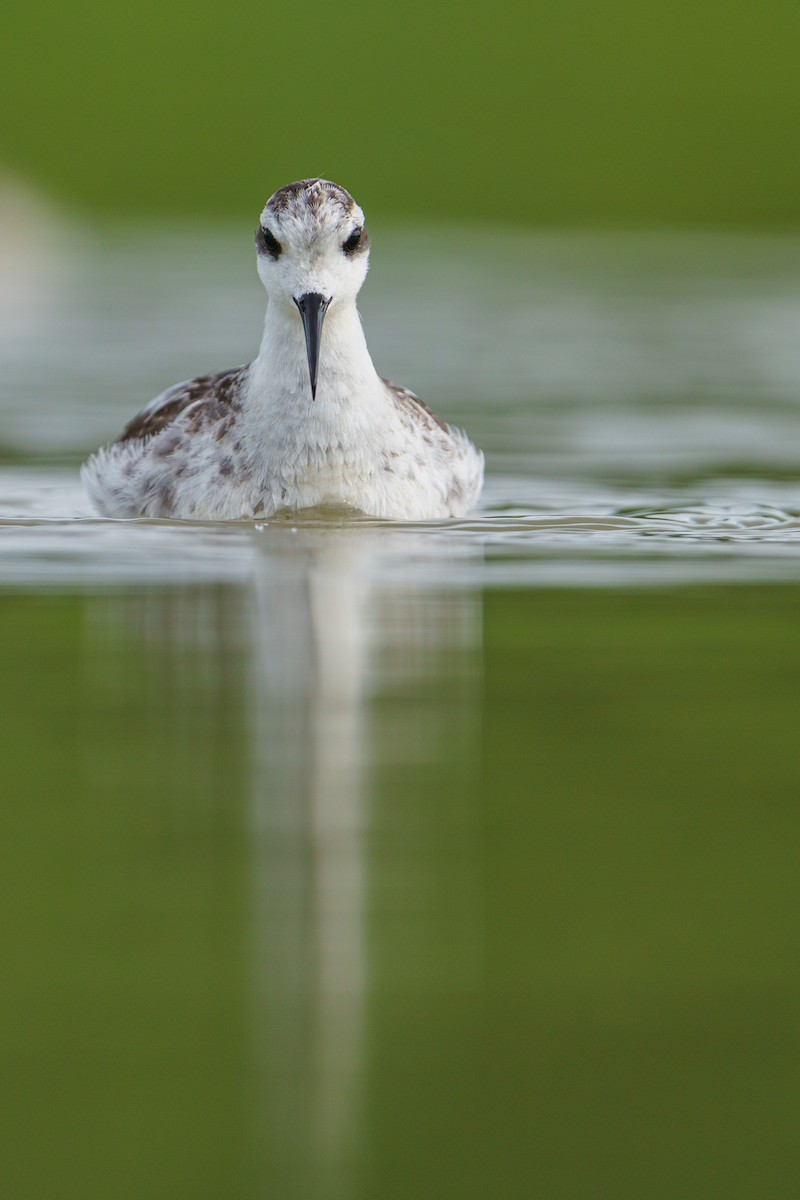 Red-necked Phalarope - ML646679835