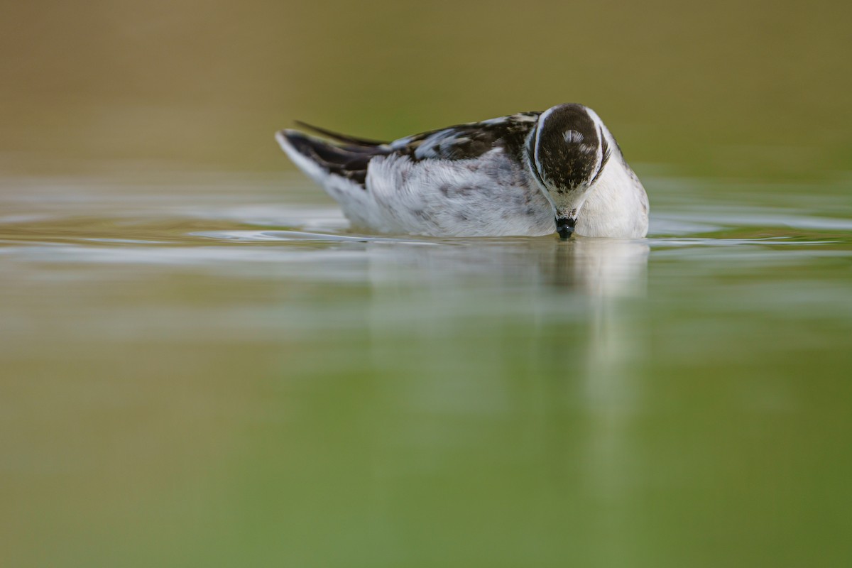 Red-necked Phalarope - ML646679836