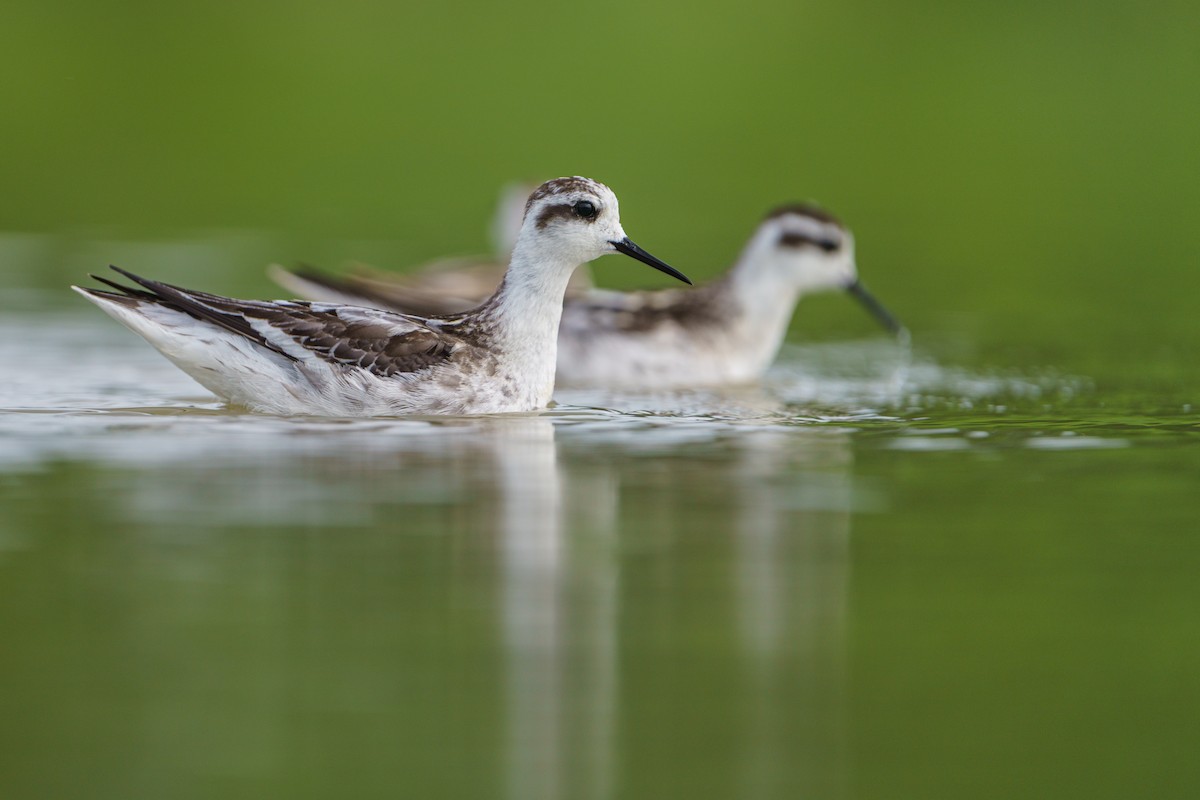Red-necked Phalarope - ML646679838