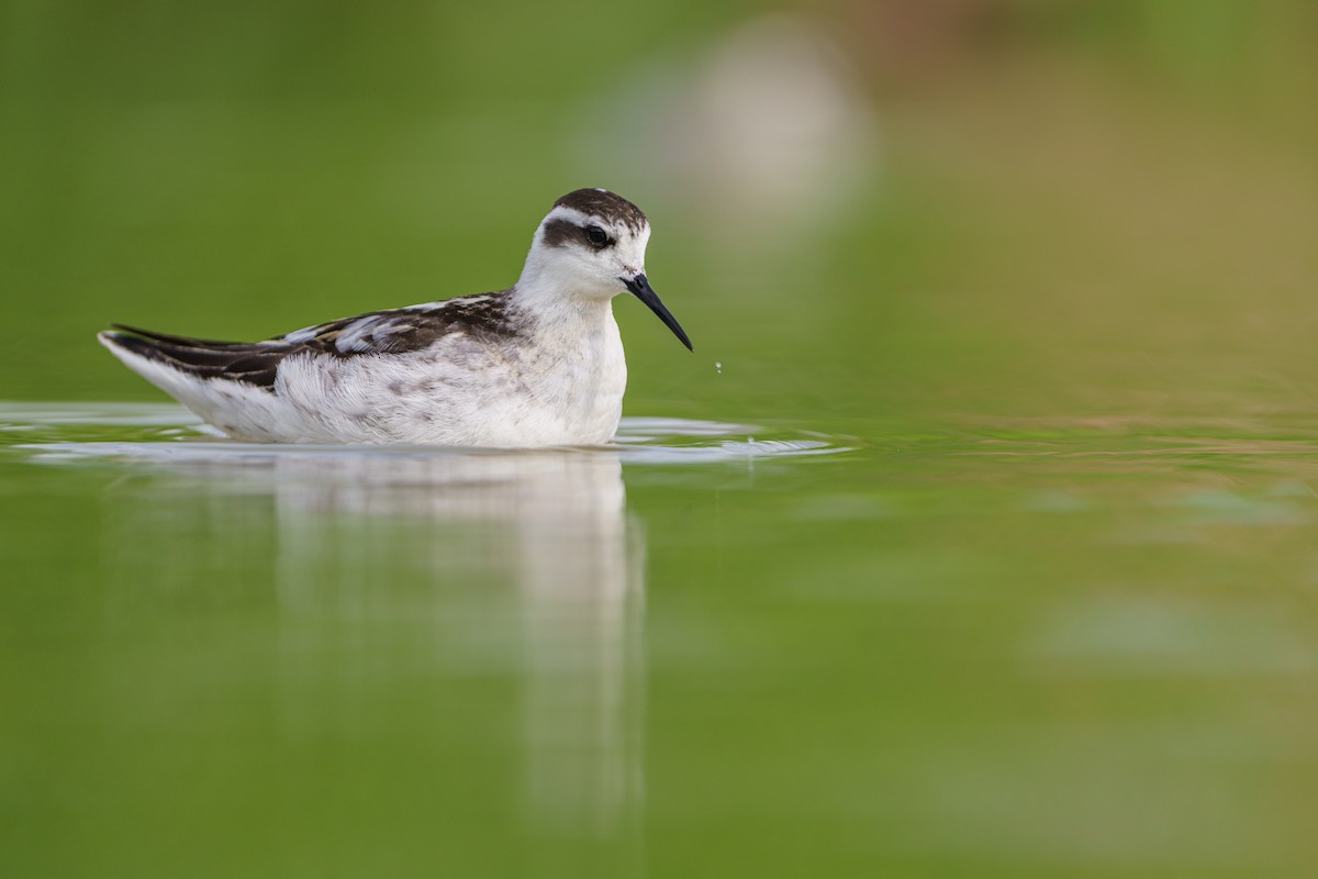 Red-necked Phalarope - ML646679839