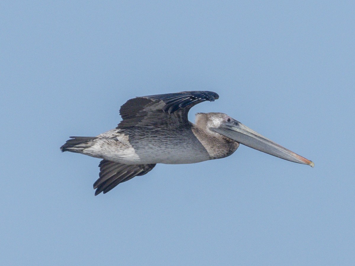 Brown Pelican - ML646679840