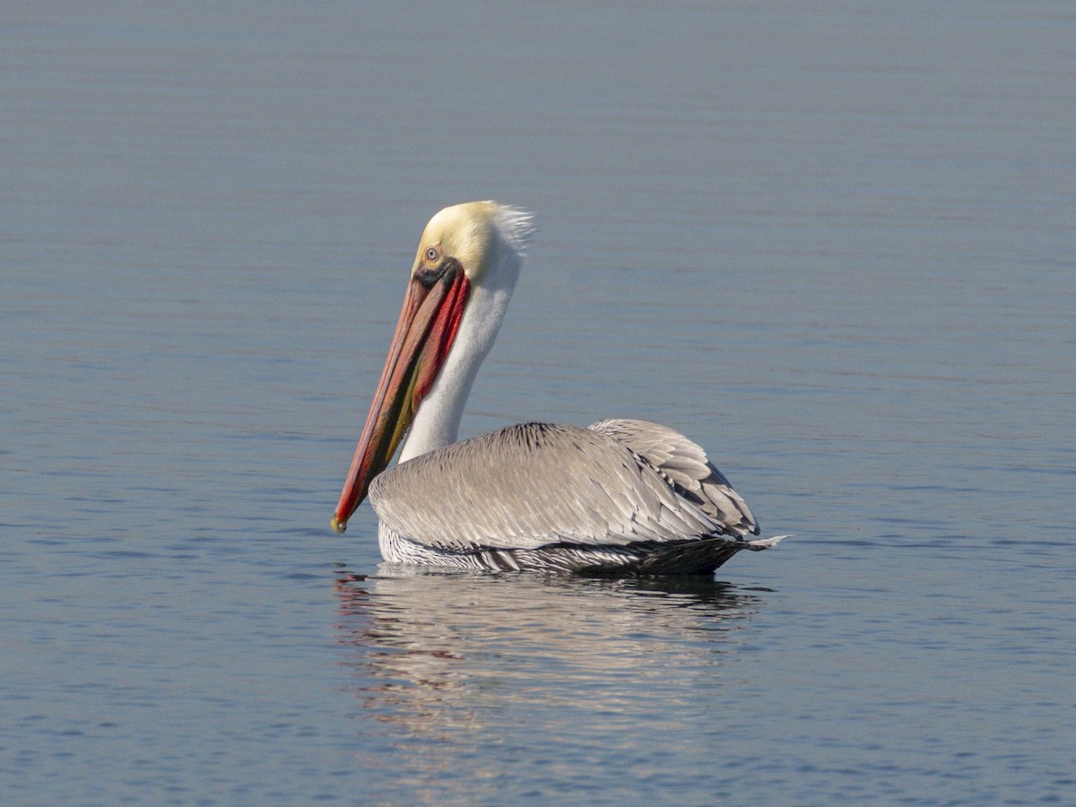 Brown Pelican - ML646679841