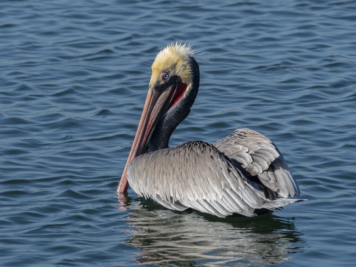 Brown Pelican - ML646679842