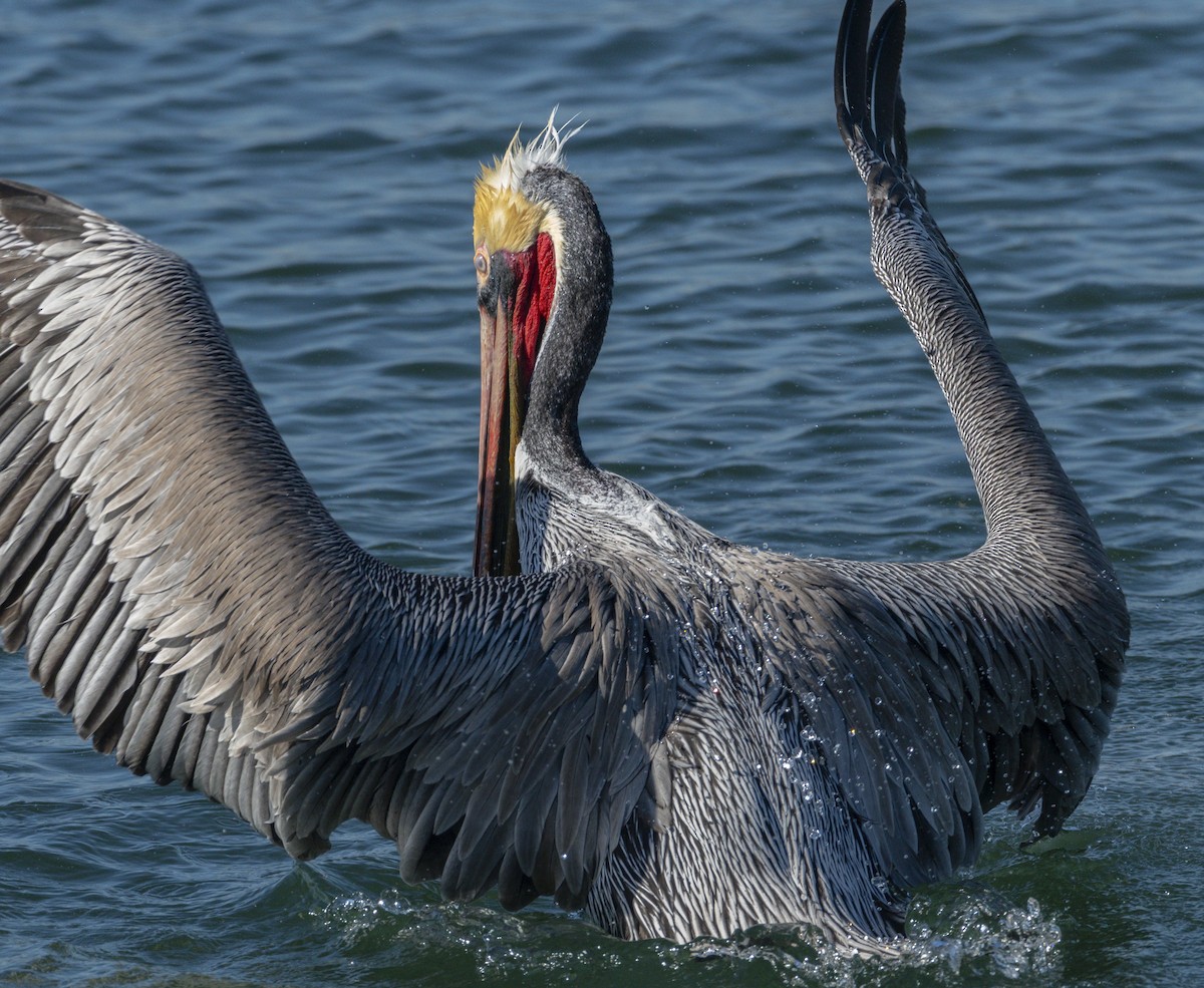 Brown Pelican - ML646679843