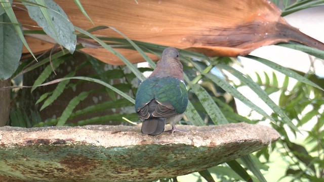 Pasifik Zümrüt Kumrusu - ML646679844