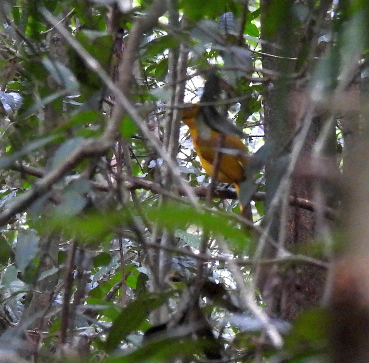 Golden Bowerbird - ML646679845