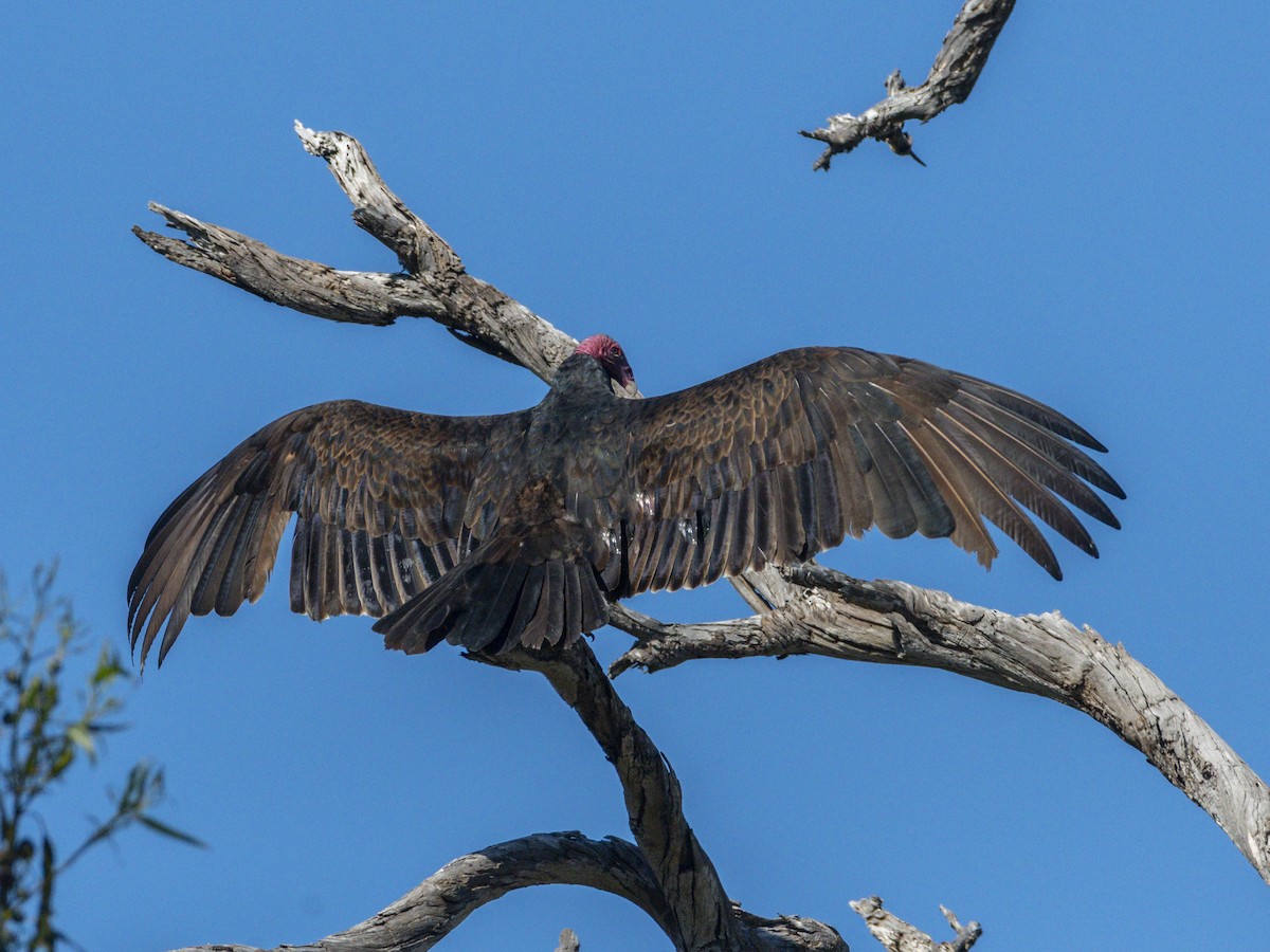 Turkey Vulture - ML646679847
