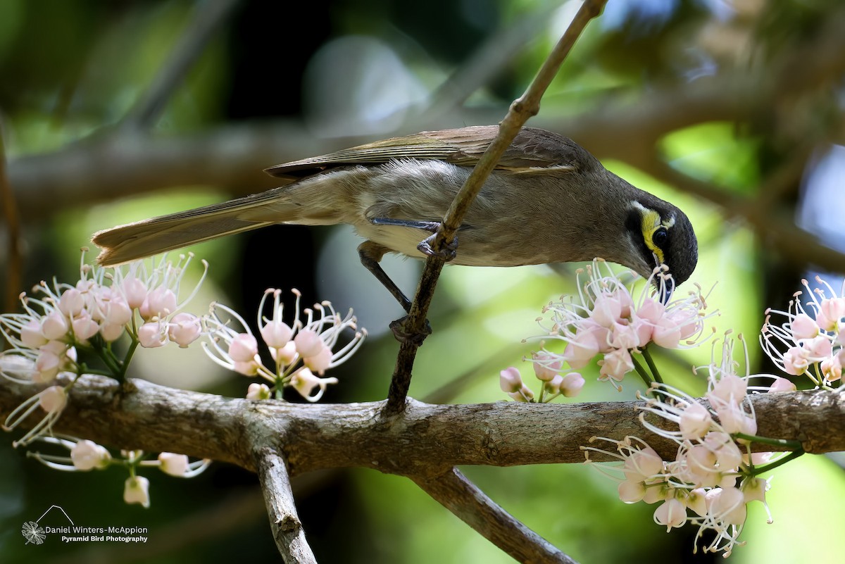 medosavka masková - ML646679848