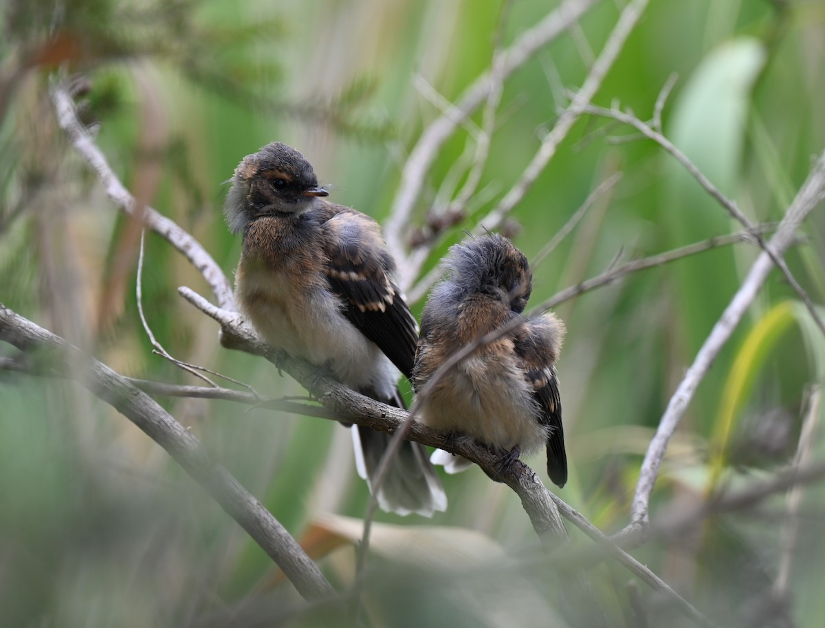 Gray Fantail - ML646679850