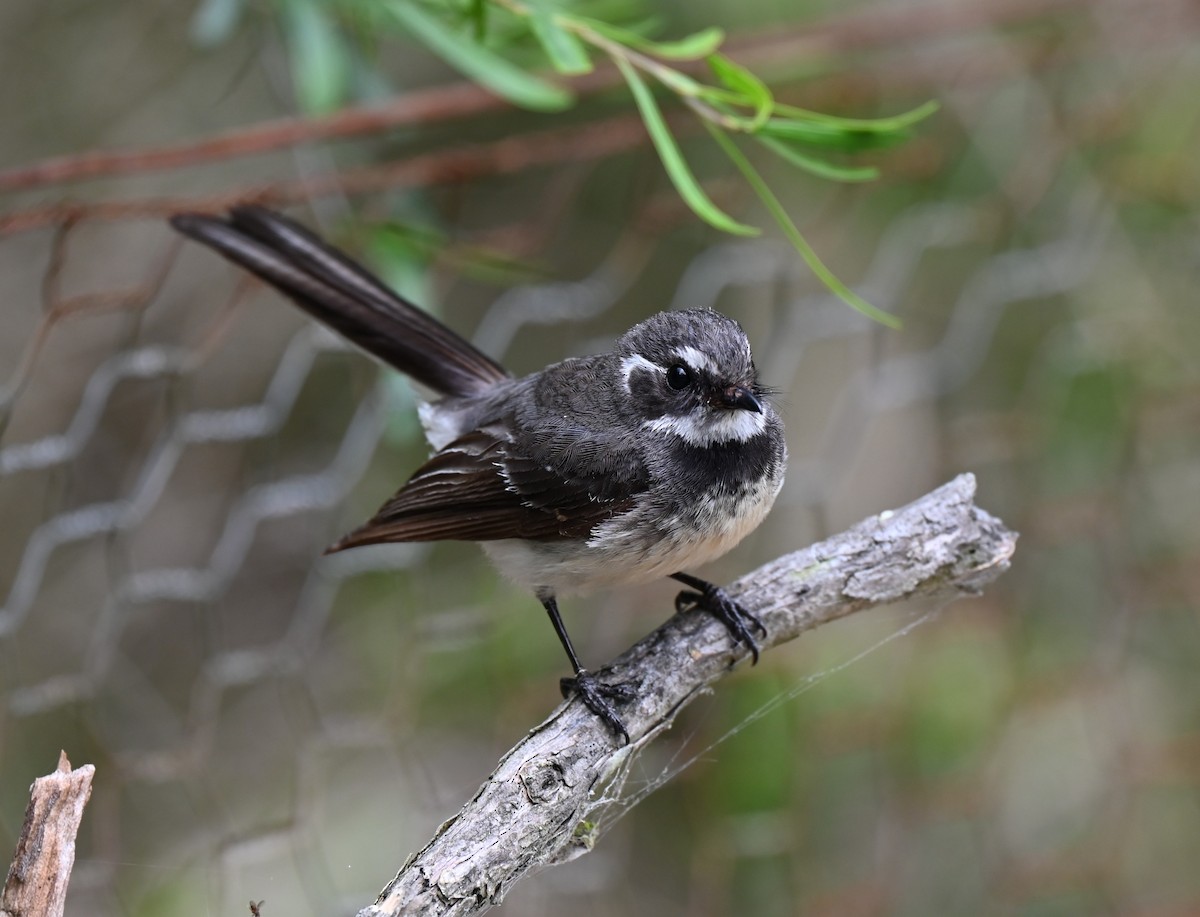 Gray Fantail - ML646679851