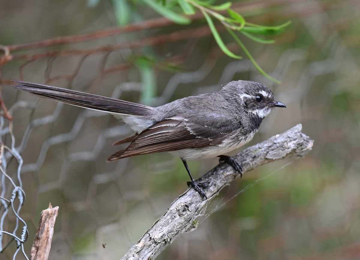 Rhipidure gris - ML646679852