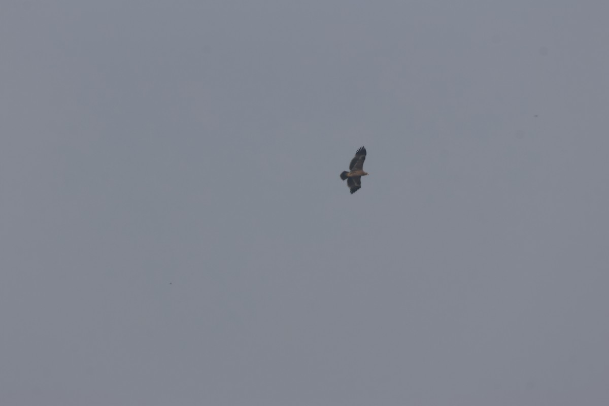 Serpentaire bacha - ML646679853